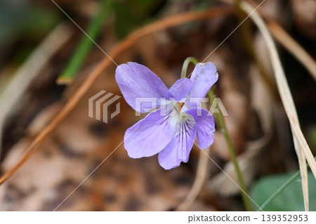 Violets blooming in the sun on a sloping hillside; a spring wildflower, Viola grypoceras. 139352953