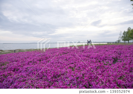 50 moss phlox blooming profusely on the shores of Lake Biwa in the early morning 50 moss phlox blooming profusely on the shores of Lake Biwa in the early morning 139352974