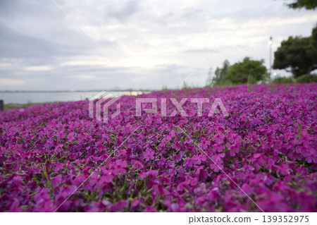 Moss phlox in full bloom on the shores of Lake Biwa in the early morning (51 photos) Moss phlox in full bloom on the shores of Lake Biwa in the early morning (51 photos) 139352975