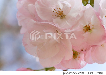Return your car, Mikurumagaeshi, cherry blossoms, close-up 139352981