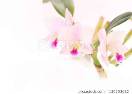 淡粉紅色的卡特蘭蘭花,品種為“仙境”,背景明亮。 淡粉紅色的卡特蘭蘭花,品種為“仙境”,背景明亮。 139353082