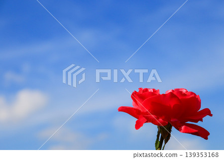A scene of a single vibrant red rose blooming against a blue sky. A scene of a single vibrant red rose blooming against a blue sky. 139353168