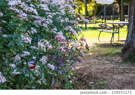 Migratory butterflies, the chestnut tiger butterflies, fly around the Eupatorium flowers blooming in the park. Migratory butterflies, the chestnut tiger butterflies, fly around the Eupatorium flowers blooming in the park. 139353171