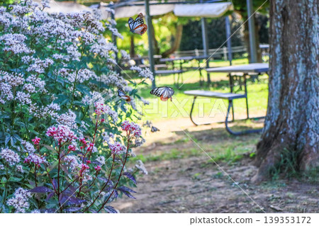 遷徙的蝴蝶,栗虎斑蝶,在公園裡盛開的澤蘭花叢中翩翩起舞。 遷徙的蝴蝶,栗虎斑蝶,在公園裡盛開的澤蘭花叢中翩翩起舞。 139353172