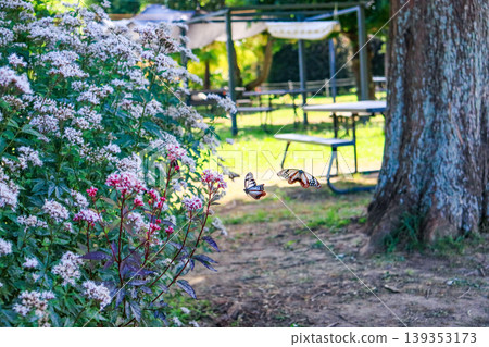 Migratory butterflies, the chestnut tiger butterflies, fly around the Eupatorium flowers blooming in the park. Migratory butterflies, the chestnut tiger butterflies, fly around the Eupatorium flowers blooming in the park. 139353173