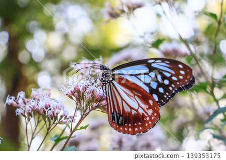 Chestnut tiger, a migratory butterfly that perches on a pink Fujibakama Chestnut tiger, a migratory butterfly that perches on a pink Fujibakama 139353175