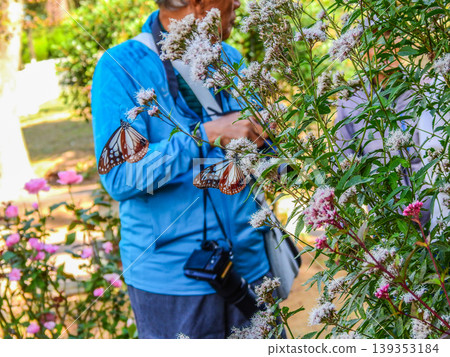 A migratory butterfly, the chestnut tiger butterfly, flying around a Eupatorium flower, and a person. A migratory butterfly, the chestnut tiger butterfly, flying around a Eupatorium flower, and a person. 139353184