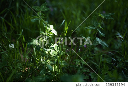 Wildflowers bathed in dappled sunlight Wildflowers bathed in dappled sunlight 139353194