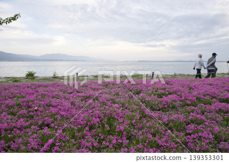 58 moss phlox blooming profusely on the shores of Lake Biwa in the early morning. 58 moss phlox blooming profusely on the shores of Lake Biwa in the early morning. 139353301