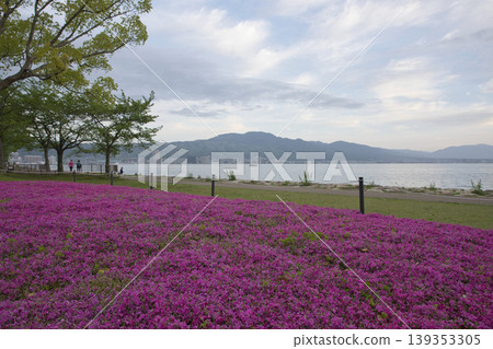 Moss phlox in full bloom on the shores of Lake Biwa in the early morning (62 photos) Moss phlox in full bloom on the shores of Lake Biwa in the early morning (62 photos) 139353305