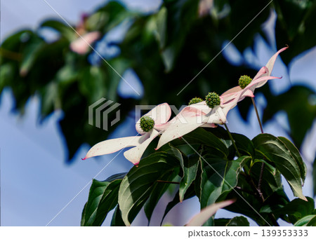 Image of Cornus kousa Image of Cornus kousa 139353333