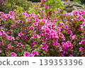 Azaleas on the hill of the ancient Izumo royal tomb 139353396