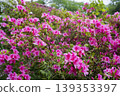 Azaleas on the hill of the ancient Izumo royal tomb 139353397