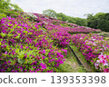Azaleas on the hill of the ancient Izumo royal tomb 139353398