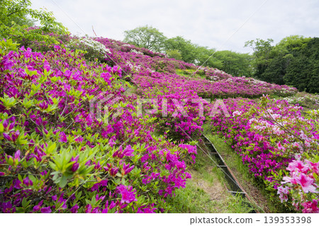 出雲古王陵山丘上的杜鵑花 出雲古王陵山丘上的杜鵑花 139353398
