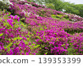Azaleas on the hill of the ancient Izumo royal tomb 139353399
