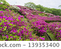 Azaleas on the hill of the ancient Izumo royal tomb 139353400