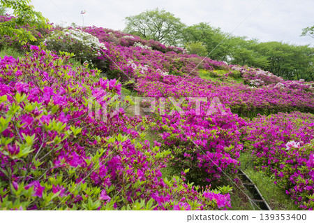 出雲古王陵山丘上的杜鵑花 出雲古王陵山丘上的杜鵑花 139353400