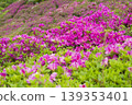 Azaleas on the hill of the ancient Izumo royal tomb 139353401