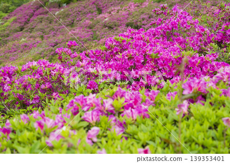 出雲古王陵山丘上的杜鵑花 出雲古王陵山丘上的杜鵑花 139353401