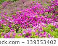 Azaleas on the hill of the ancient Izumo royal tomb 139353402