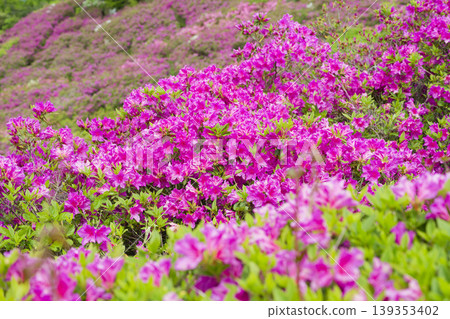 出雲古王陵山丘上的杜鵑花 出雲古王陵山丘上的杜鵑花 139353402