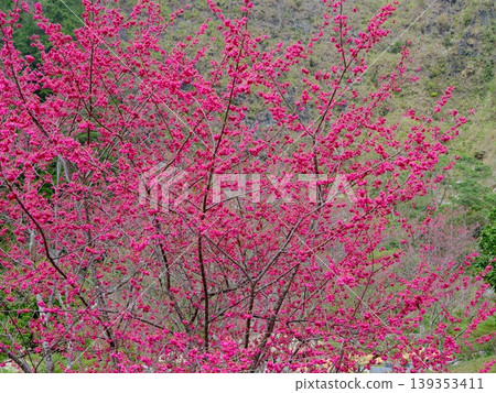 Cherry blossoms Cherry blossoms 139353411