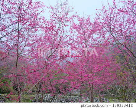 Cherry blossoms Cherry blossoms 139353418
