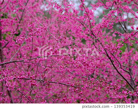 Cherry blossoms Cherry blossoms 139353419