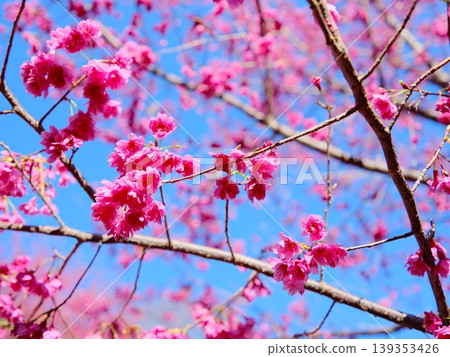 Cherry blossoms Cherry blossoms 139353426
