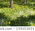 A dandelion dandelion 139353433