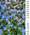 Cute flower 139353434