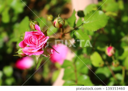 Moist and red rose Moist and red rose 139353460