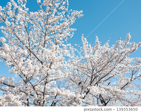 Cherry blossoms Cherry blossoms 139353650