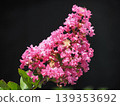 Red crape myrtle flower 139353692