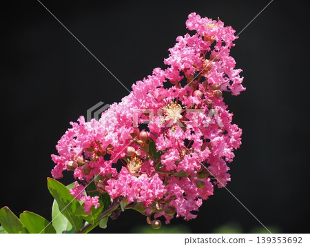 紅紫薇花 139353692