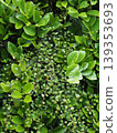 Leafy leaves 139353693