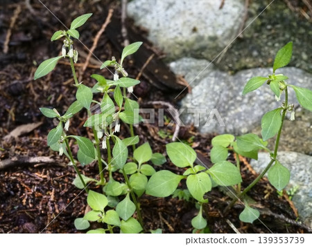 Japanese grass blooming in the woods Japanese grass blooming in the woods 139353739