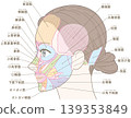 Facial muscles, temporal region, with names (including hairstyles) 139353849