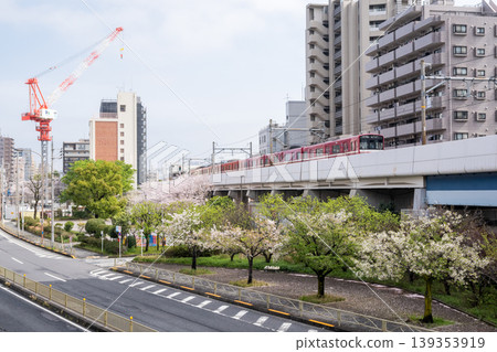 【京急本線】普通列車駛過櫻花盛開的公園。 【京急本線】普通列車駛過櫻花盛開的公園。 139353919