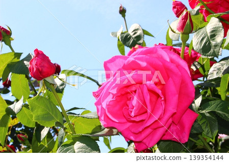 Rose sky contrast rose 139354144