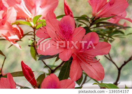 The name of the Kerama azalea comes from the Kerama Islands. [Azalea family] 139354157
