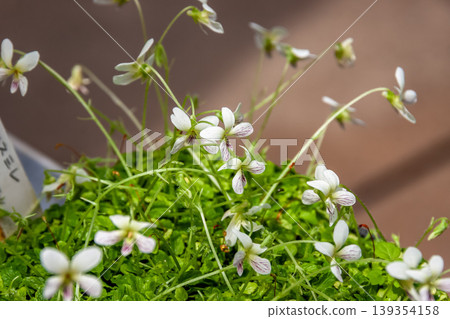 The smallest violet in Japan is the Amami violet (Violaceae family). The smallest violet in Japan is the Amami violet (Violaceae family). 139354158
