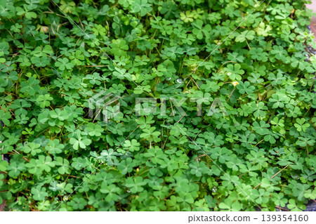 Amami wood sorrel (Oxalis) growing on rocky areas along mountain streams. 139354160
