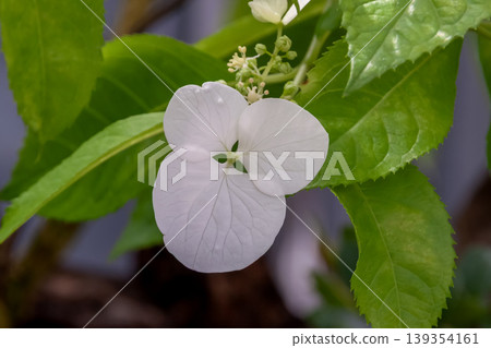 The white flowers of the Tokara hydrangea, said to be a rare hydrangea unique to Japan. The white flowers of the Tokara hydrangea, said to be a rare hydrangea unique to Japan. 139354161