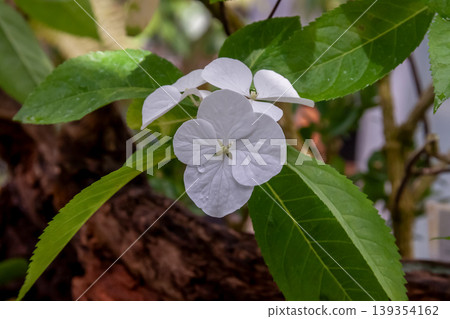 The white flowers of the Tokara hydrangea, said to be a rare hydrangea unique to Japan. The white flowers of the Tokara hydrangea, said to be a rare hydrangea unique to Japan. 139354162