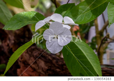 吐噶喇繡球的白色花朵,據說是一種日本特有的珍稀繡球花。 吐噶喇繡球的白色花朵,據說是一種日本特有的珍稀繡球花。 139354163
