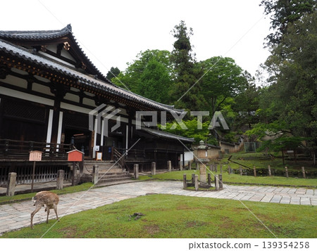 東大寺大黑殿的寧靜祥和。鹿群漫步在鵝卵石街道上,古老的建築交相輝映,構成了一幅古都的景象。 東大寺大黑殿的寧靜祥和。鹿群漫步在鵝卵石街道上,古老的建築交相輝映,構成了一幅古都的景象。 139354258