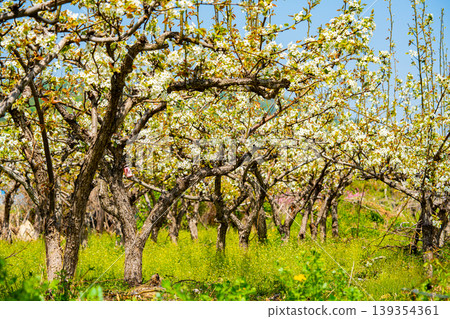 Bloosoms of the Nashi pear, Pyrus pyrifolia, in spring 139354361