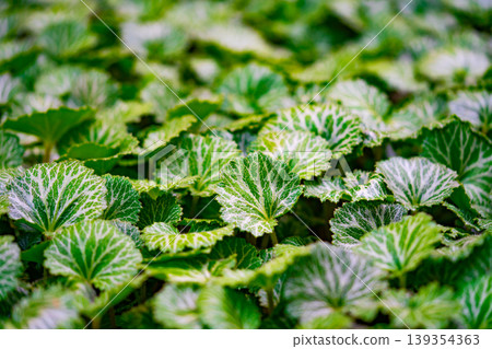 Variegated Begonia leaves with white veins, natural green background. Beautiful leaves of an ornamental plant Begonia 139354363